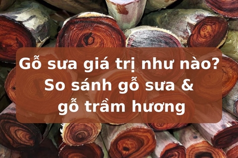 Gỗ sưa là gì? Có giá trị như thế nào? So sánh gỗ sưa & gỗ trầm hương