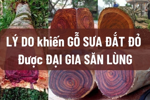 Những lý do khiến gỗ sưa trở nên đắt đỏ đến vậy