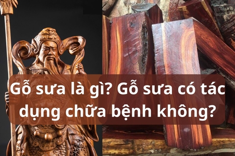 Gỗ sưa là gì? Gỗ sưa có tác dụng chữa bệnh không?