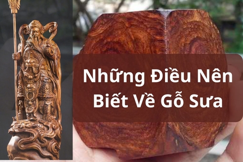 Những Điều Cơ Bản Bạn Nên Biết Về Gỗ Sưa
