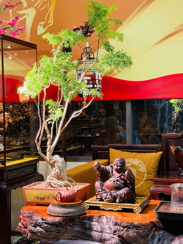 TƯỢNG DI LẶC GỖ SƯA