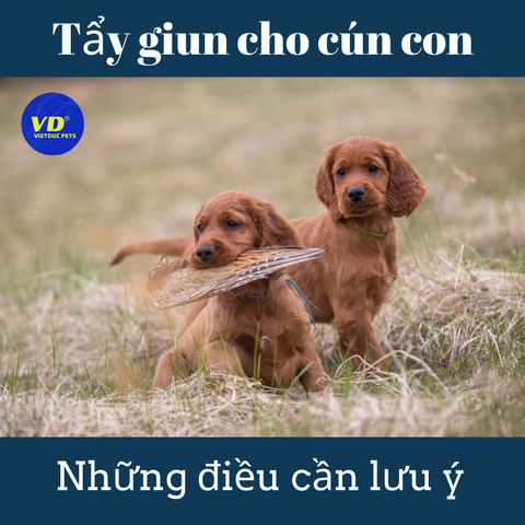 Những điều cần biết khi tẩy giun cho cún con