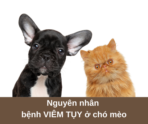 Nguyên nhân gây bệnh Viêm tụy ở chó mèo