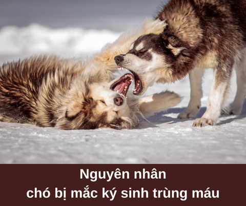 Nguyên nhân chó bị nhiễm ký sinh trùng máu