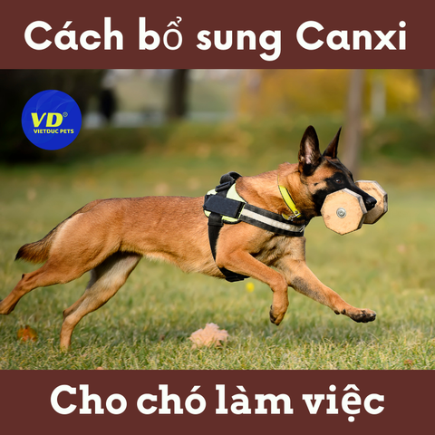 Cách bổ sung Canxi cho chó làm việc