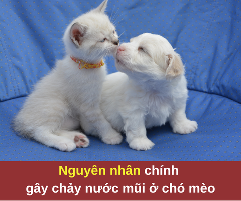 Nguyên nhân chính gây chảy nước mũi ở chó mèo