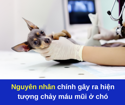 Nguyên nhân gây chảy máu mũi ở chó