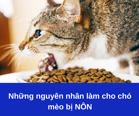 Nguyên nhân làm chó mèo bị nôn