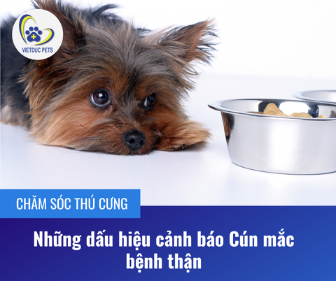 Dấu hiệu cún mắc bệnh thận