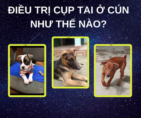 Điều trị cụp tai ở cún như thế nào?