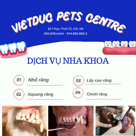 DỊCH VỤ NHA KHOA VIỆT ĐỨC