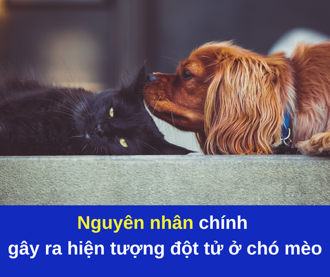 Nguyên nhân gây hiện tượng đột tử ở chó mèo