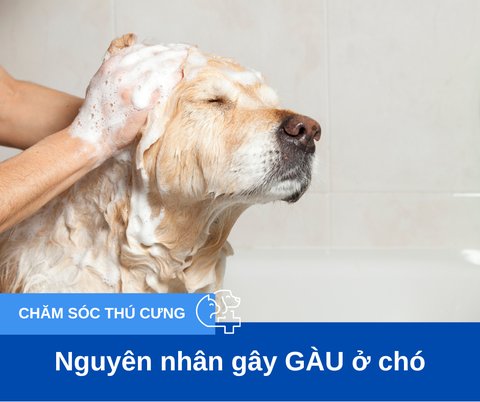 Nguyên nhân và các xử lý gàu ở chó