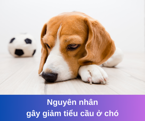 Nguyên nhân gây giảm tiểu cầu ở chó