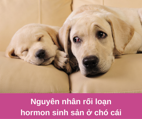 Nguyên nhân gây rối loạn hormon sinh sản ở chó cái