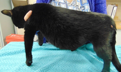 VIÊM PHÚC MẠC TRUYỀN NHIỄM TRÊN MÈO (feline infectious peritonitis – FIP).