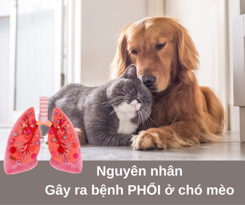 Nguyên nhân gây ra bệnh phổi ở chó mèo
