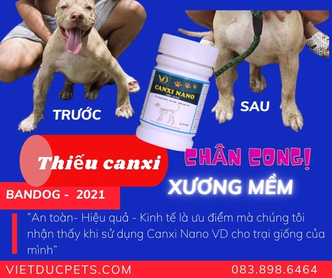 [GÓC ĐIỀU TRỊ] -  Điều trị bạn Bandog thiếu canxi gây cong chân