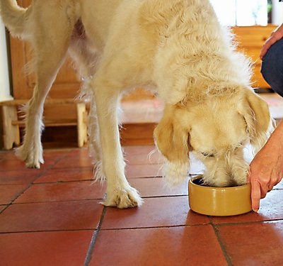 Chế độ nuôi dưỡng chó trong từng giai đoạn phát triển VIETDUC PETS 