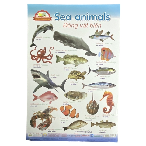 Học Tiếng Anh qua hình ảnh - Động vật biển