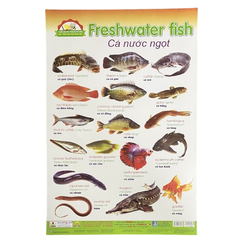 Học Tiếng Anh qua hình ảnh - Cá nước ngọt