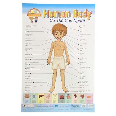 Học Tiếng Anh qua hình ảnh - Cơ thể con người