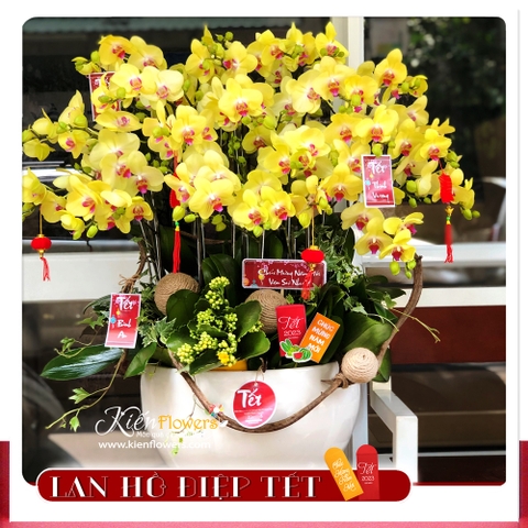 Lan Tết - M091