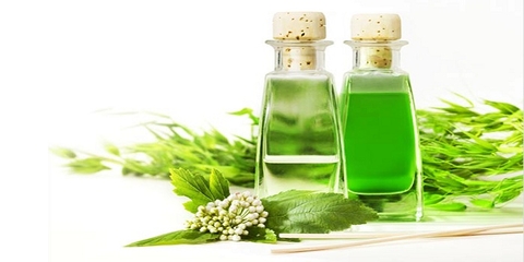 Công dụng không ngờ của tinh dầu tràm trong cuộc sống
