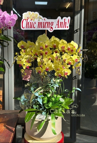 CHẬU 9 CÀNH HỒ ĐIỆP VÀNG
