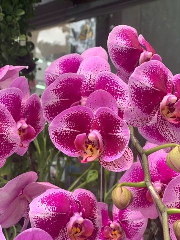 CHẬU HỒ ĐIỆP 5 CÀNH TÍM ĐỘT BIẾN