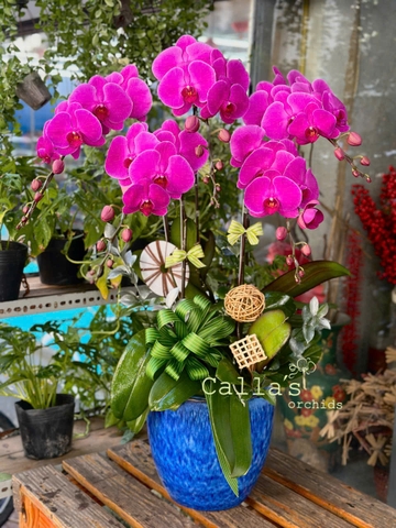 CHẬU 5 CÀNH HỒ ĐIỆP TÍM