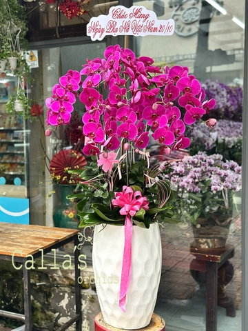 CHẬU 8 CÀNH HỒ ĐIỆP TÍM