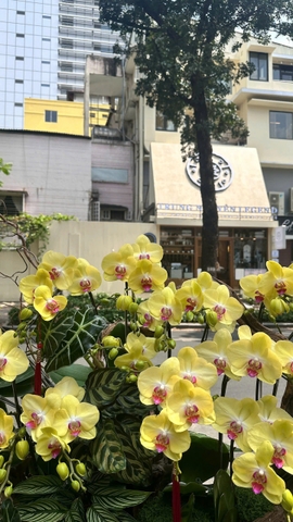 CHẬU LAN THIẾT KẾ - HỒ ĐIỆP VÀNG