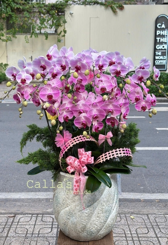 CHẬU LAN 15 CÀNH HỒNG GÂN