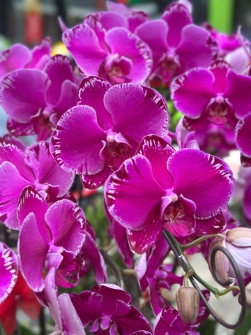 CHẬU LAN 8 CÀNH TÍM ĐỘT BIẾN MIX TIỂU CẢNH