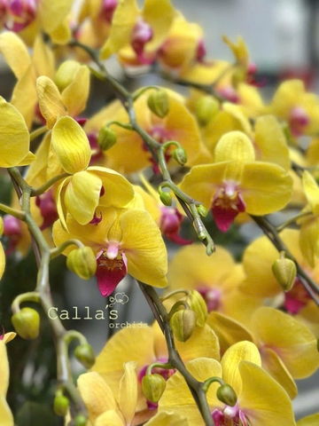 CHẬU LAN 20 CÀNH VÀNG MIX LÁ DECOR
