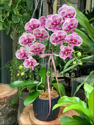 CHẬU 2 CÀNH HỒ ĐIỆP HỒNG GÂN