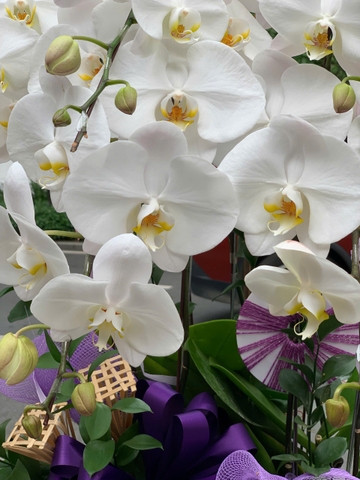 CHẬU LAN VIẾNG 8 CÀNH TRẮNG