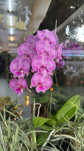 LAN HỒ ĐIỆP HỒNG GÂN