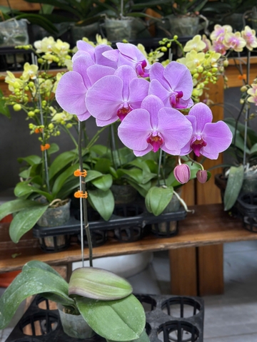 LAN HỒ ĐIỆP HỒNG TRƠN