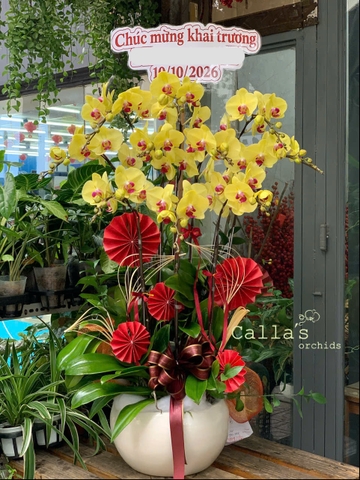 CHẬU HỒ ĐIỆP 10 CÀNH VÀNG MAI