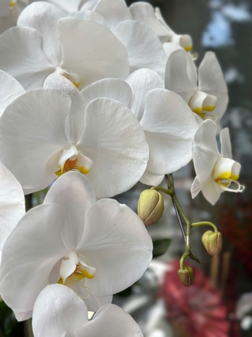 CHẬU 5 CÀNH HỒ ĐIỆP TRẮNG