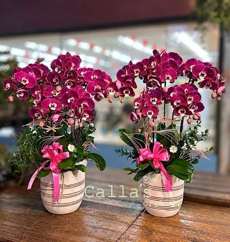 CHẬU 5 CÀNH TÍM HỒ ĐIỆP CHÚC MỪNG 20/10