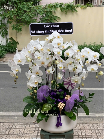 CHẬU LAN VIẾNG 8 CÀNH TRẮNG