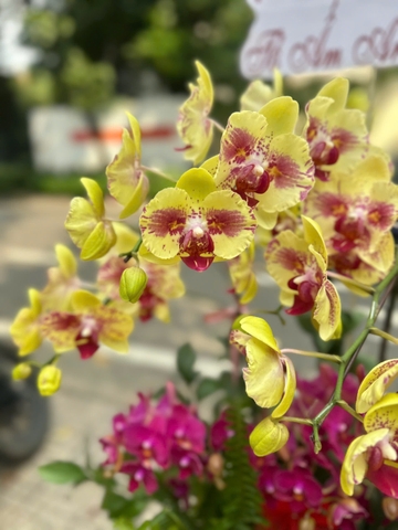 CHẬU 8 CÀNH HỒ ĐIỆP VÀNG ĐỘT BIẾN MIX MINI ĐỎ RƯỢU