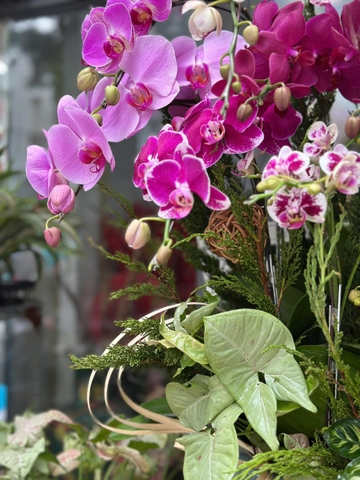 CHẬU LAN HỒ ĐIỆP 15 CÀNH MIX TIỂU CẢNH