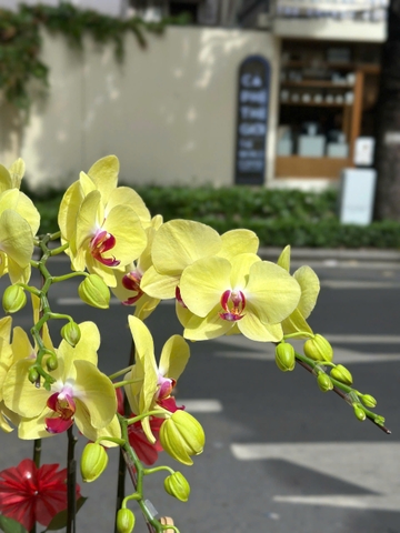 CHẬU LAN HỒ ĐIỆP 5 CÀNH VÀNG MAI