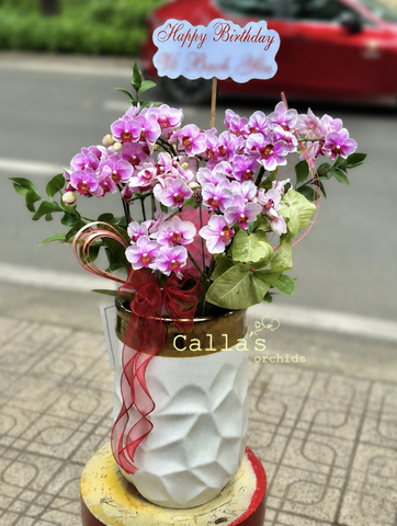 CHẬU HỒ ĐIỆP 4 GỐC MINI HỒNG MIX LÁ DECOR