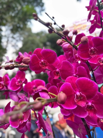 Chậu Lan Hồ Điệp Tím Trơn 20 Cành