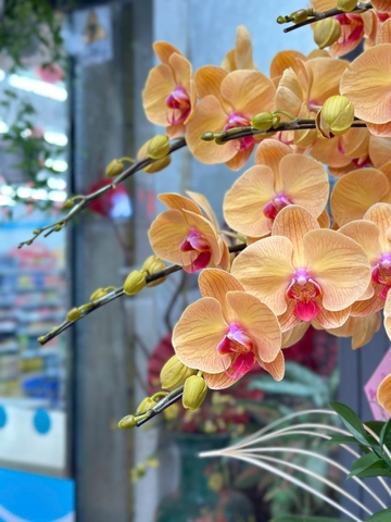 CHẬU 15 CÀNH HỒ ĐIỆP VÀNG ĐỒNG